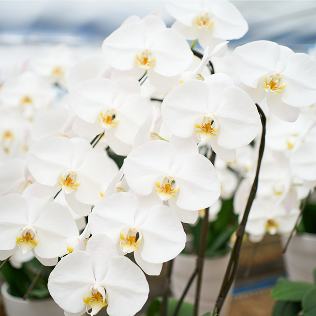 産地直送の胡蝶蘭ギフト｜渥美洋らんセンター スズキラン園