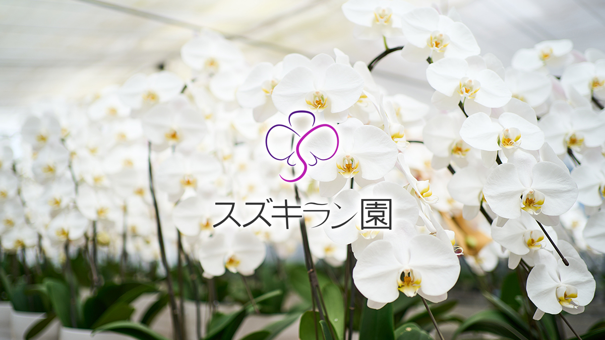 産地直送の胡蝶蘭ギフト｜渥美洋らんセンター スズキラン園